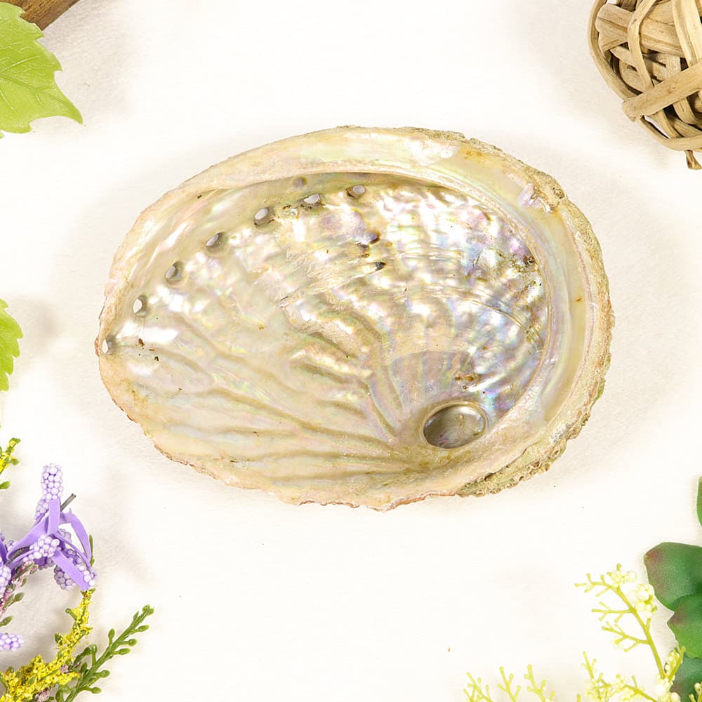 Abalone Shell (4-5")