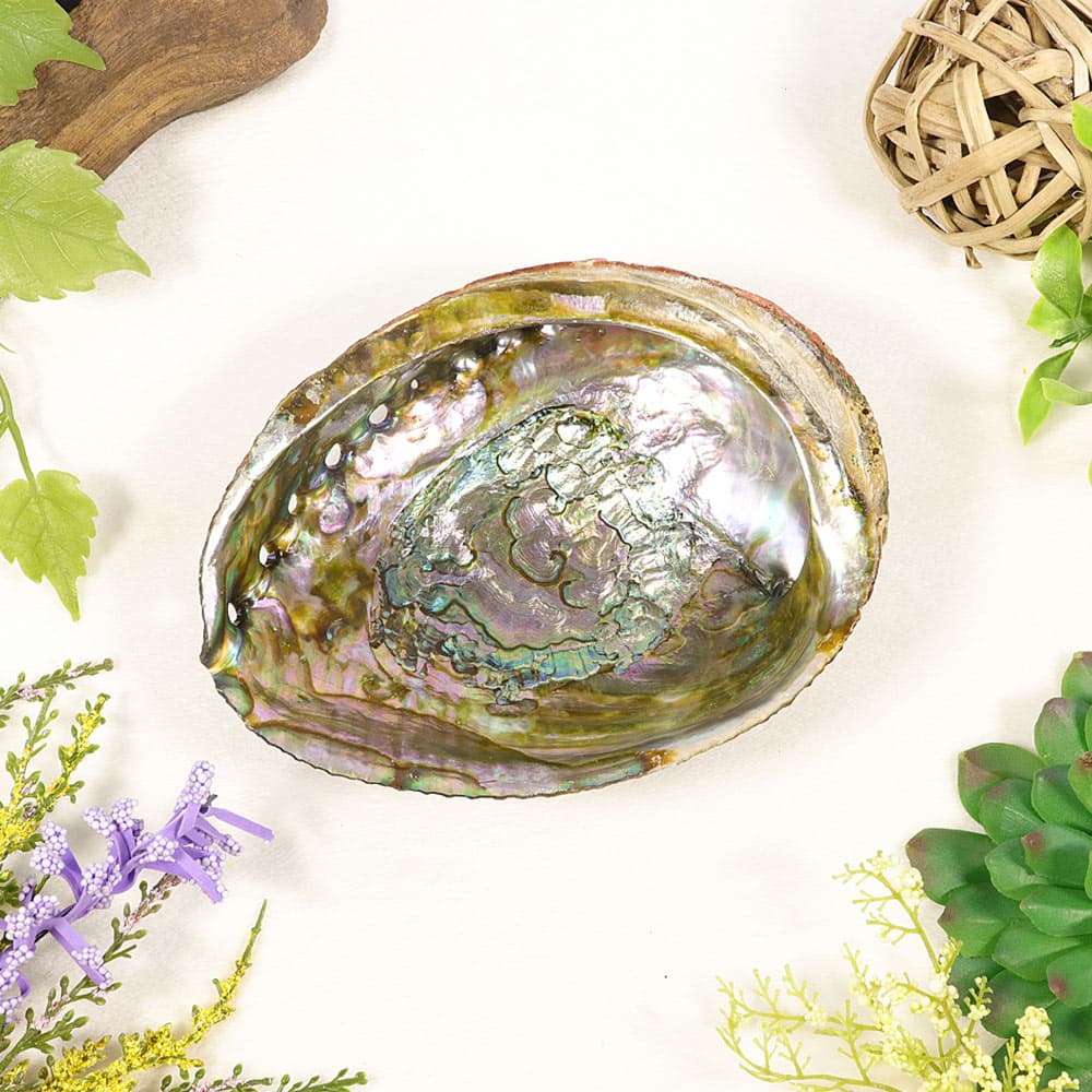 Abalone Shell (5-6")