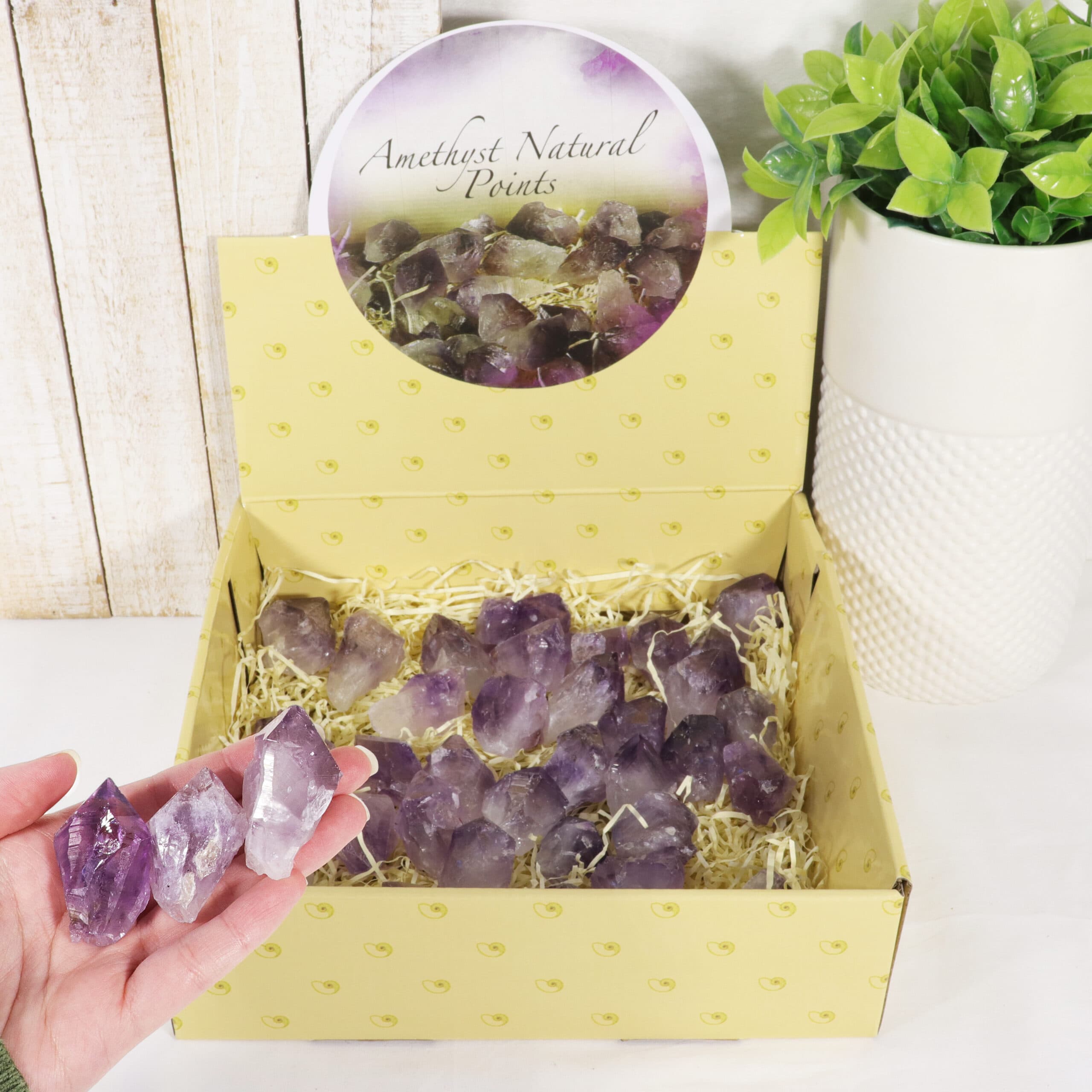 Amethyst Points in a Box