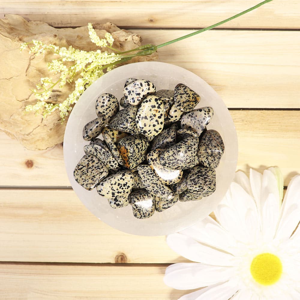 Dalmatian Jasper Tumbled Stones (1 lb)