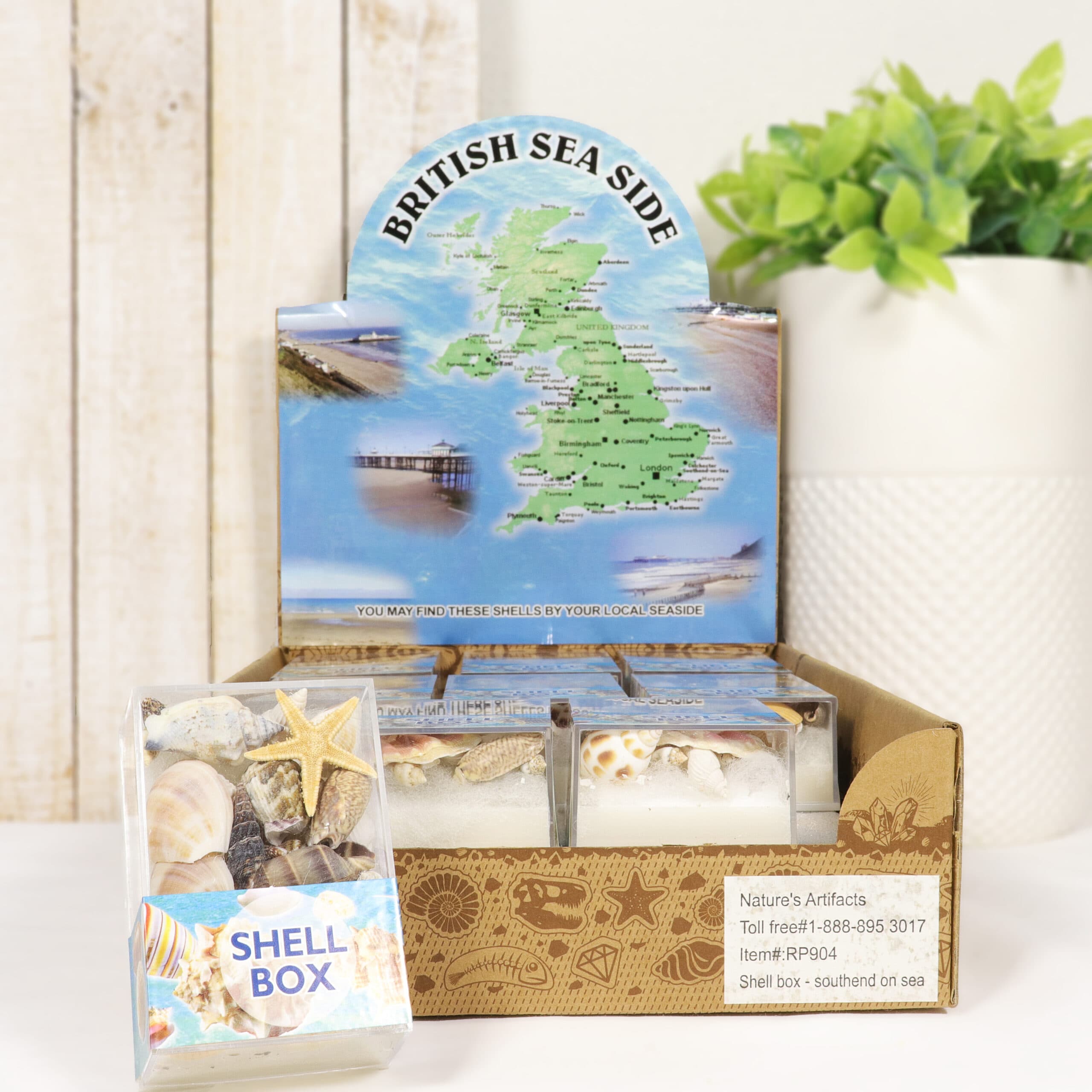 Sea Shells in a Box [18 units]
